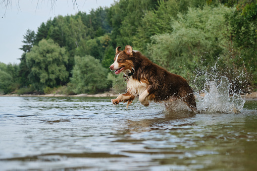 Australian Shepherd has fun swimming in river in summer. Dog run and jump in water with happy face smiling, splashes flying in different directions. Active and energetic games with pet in water.