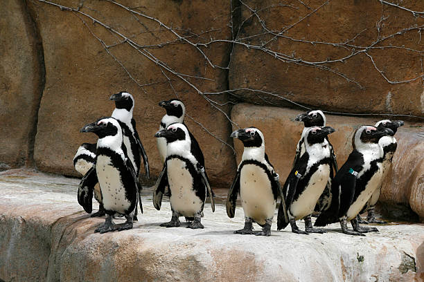 One penguin leading the pack