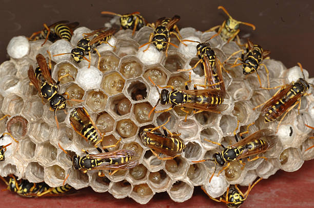 Yellowjacket colony Phasen der Entwicklung – Foto