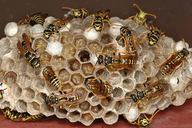 Macro shot of Yellowjacket nest showing insects in various stages of larval development along with workers caring for the nest. 