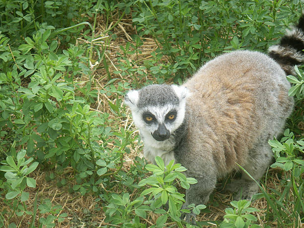 Ring-Tailed Lemur (Catta) stock photo