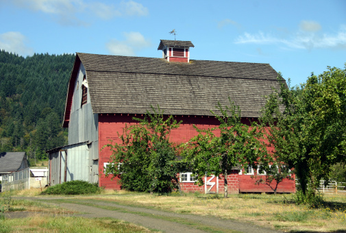 barn on the farm with row of apple trees along road