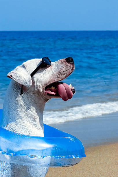 Bob on the beach in Paradise Dog wearing sunglasses and blue float sitting on a tropical beach. blue nose pitbull pictures pictures stock pictures, royalty-free photos & images