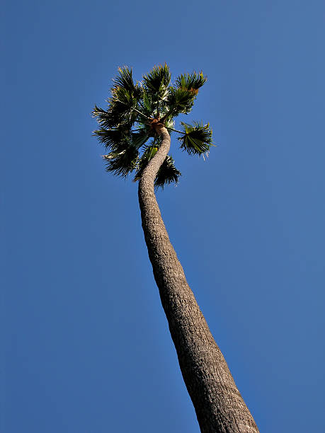 istock Lone palm agains blue sky 144279813