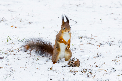 Squirrel in the garden