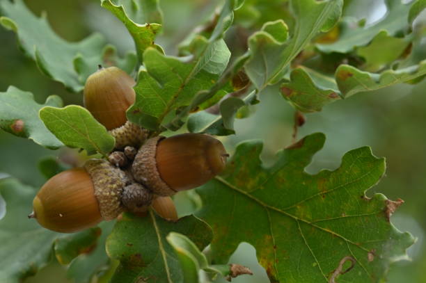 istock Acorn of Mediterranean oak 1442800535