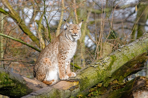Lynx in the forest