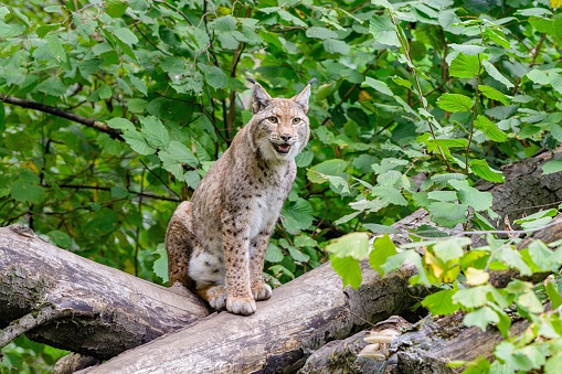 Adult male Eurasian Lynx up a tree.