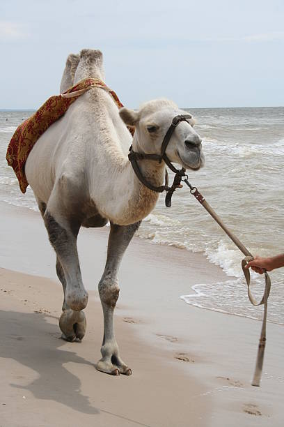 istock Camel - ship of the desert 144280117