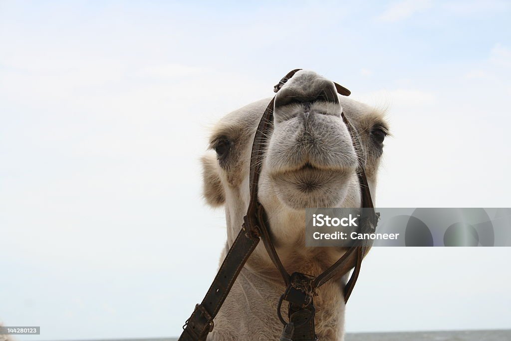 Camel Ship Of The Desert Stock Photo - Download Image Now - Abstract, Animal,  Beach - iStock