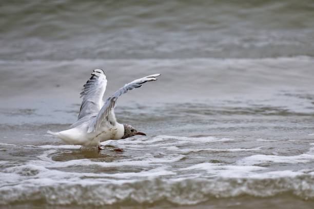 istock a black-headed gull bathes in the surf with spread wings 1442801230
