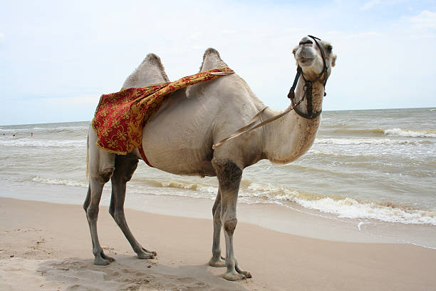 istock Camel - ship of the desert 144280125