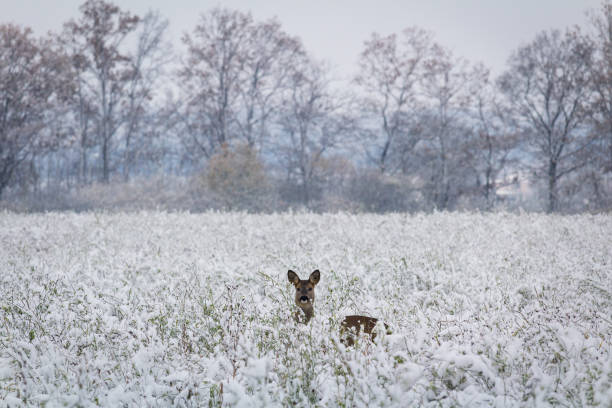 Portrait of deer standing in snow covered grass, looking to camera. Czech wildlife animal stock photo