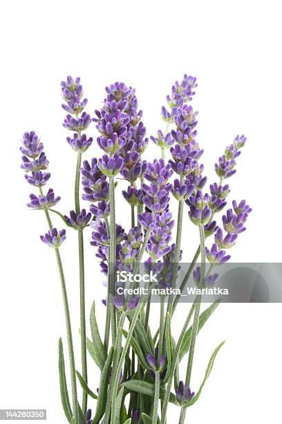 Lavendel Stockfoto und mehr Bilder von Lavendel - Lavendel, Lavendelfarbig, Weißer Hintergrund