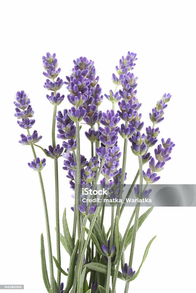 Lavanda - Royalty-free Cor de Lavanda Foto de stock