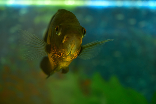 Ocular astronotus is a large ray-finned fish from the Cichlaceae family. It is also known by the names: tiger astronotus, Oscar cichlid, peacock's eye, water buffalo.