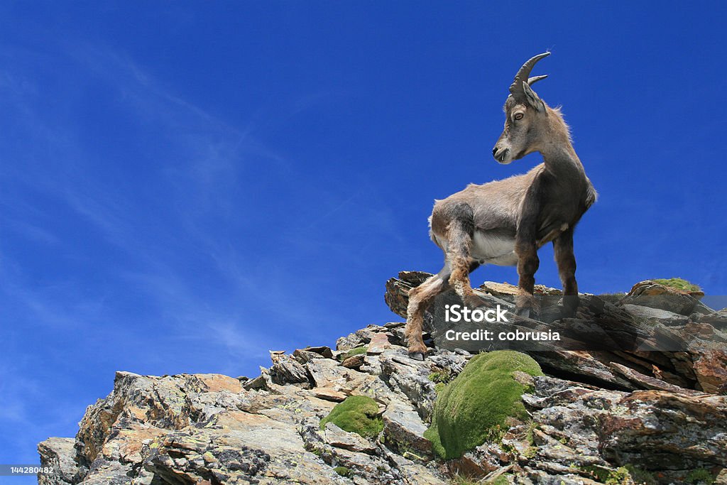 Chamois in Mountains Chamois in the France Alps. Animal Stock Photo