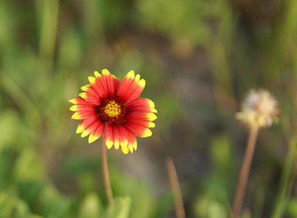 Duna Praia de Flor - fotografia de stock