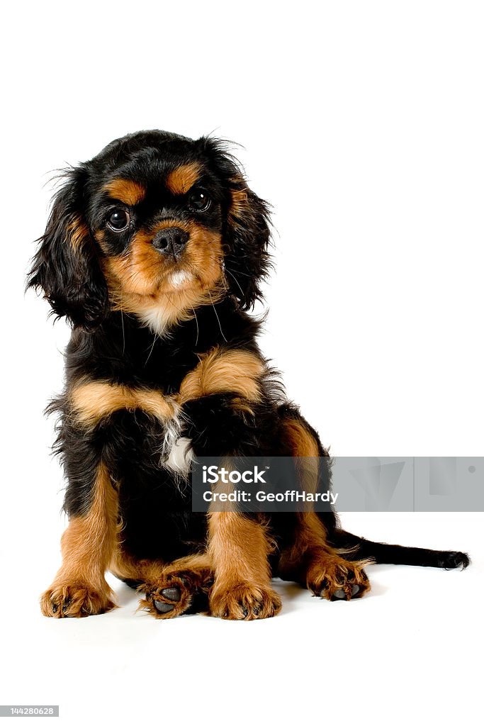 Puppy sitting down An adorable Cavalier King Charles Spaniel, sitting down Animal Stock Photo