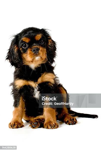 Puppy Sitting Down Stock Photo - Download Image Now - Animal, Animal Hair, Animal Whisker