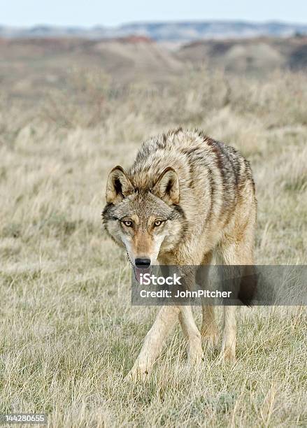 Lupo Grigio Nel Badlands - Fotografie stock e altre immagini di Ambientazione esterna - Ambientazione esterna, Animale, Animale selvatico