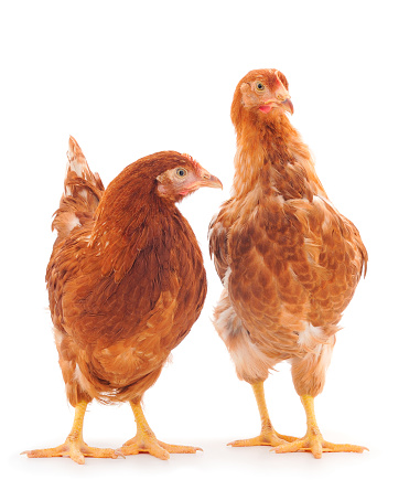 Young brown two hens isolated on white background.