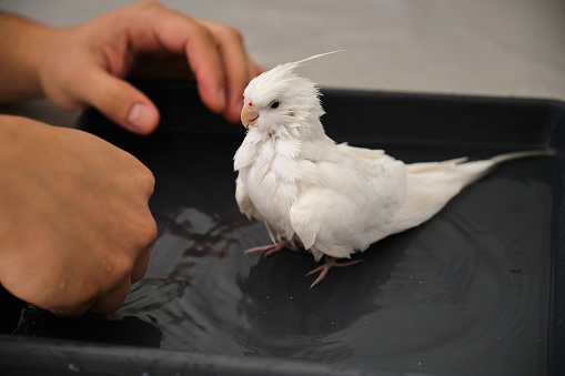Owner hand bathing its albino cockatiel. White-faced Lutinos mutation.