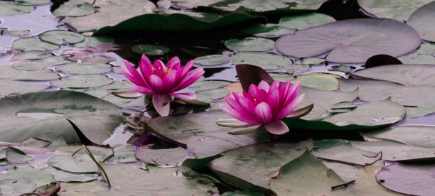 istock Pink water lilies bloom in the lake 1442807989