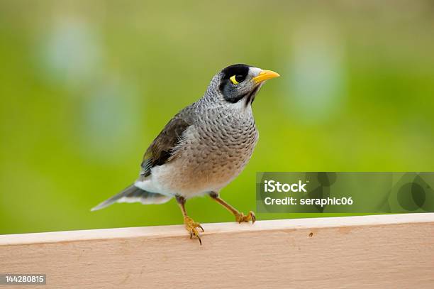 Noisy Miner Bird Stock Photo - Download Image Now - Bird, Miner, Australian Culture