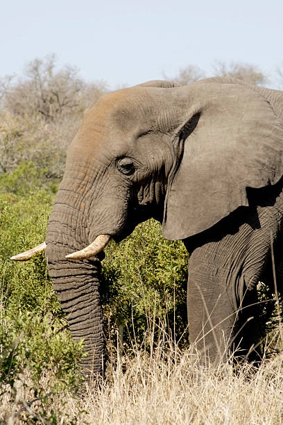 Loxodonta africana, African Elephant stock photo