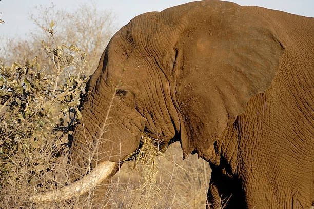 Loxodonta africana, African Elephant stock photo