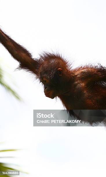 Salto Orangután Foto de stock y más banco de imágenes de Bailar - Bailar, Orangután, Aire libre