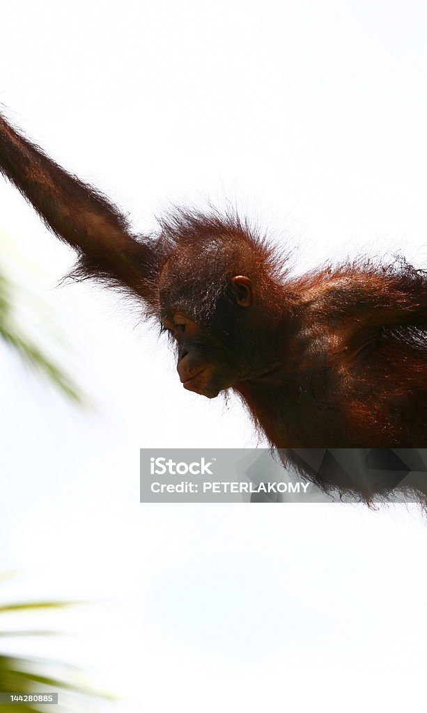 Skakać orangutan - Zbiór zdjęć royalty-free (Orangutan)