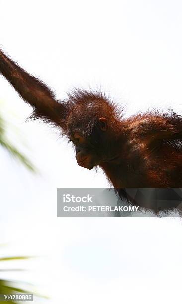 Skakać Orangutan - zdjęcia stockowe i więcej obrazów Orangutan - Orangutan, Tańczyć, Część ciała zwierzęcia