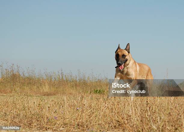 Executando O Malinois - Fotografias de stock e mais imagens de Agente de segurança - Agente de segurança, Alemanha, Amizade