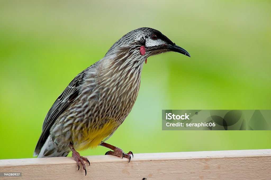 Australian Red Wattle Ptak - Zbiór zdjęć royalty-free (Dzikie zwierzęta)