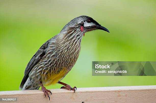 Australian Red Wattle Ptak - zdjęcia stockowe i więcej obrazów Dzikie zwierzęta - Dzikie zwierzęta, Dziób - Pysk, Fotografika