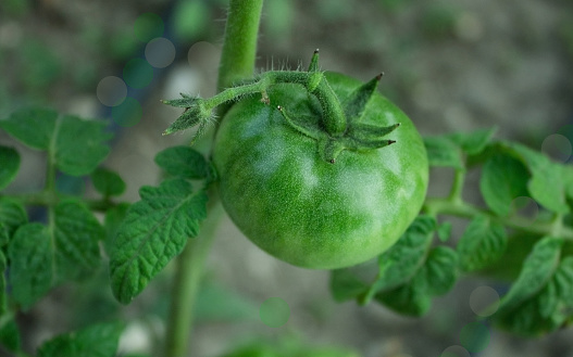 зелёный помидор на кусте