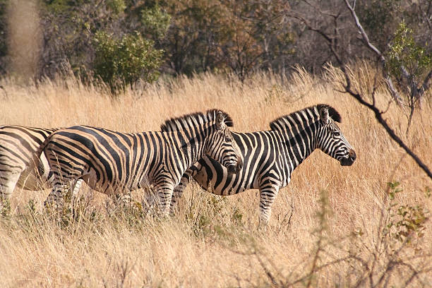 Equus burchelli, Burchell's Zebra stock photo