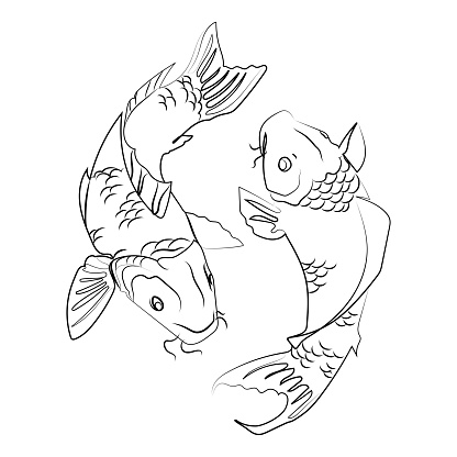 Two Koi carps vector liner illustration,japanese Koi fish line drawing isolated on white background.korean animals.Minimal art drawing,tattoo,print,emblem,logo design. monochrome sketch for label.