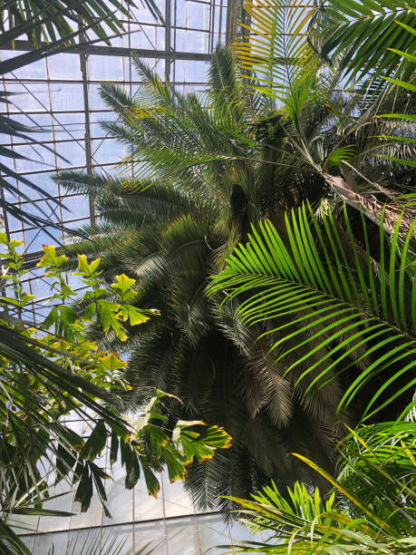 istock Palm Tree Greenhouse Roof 1442810353