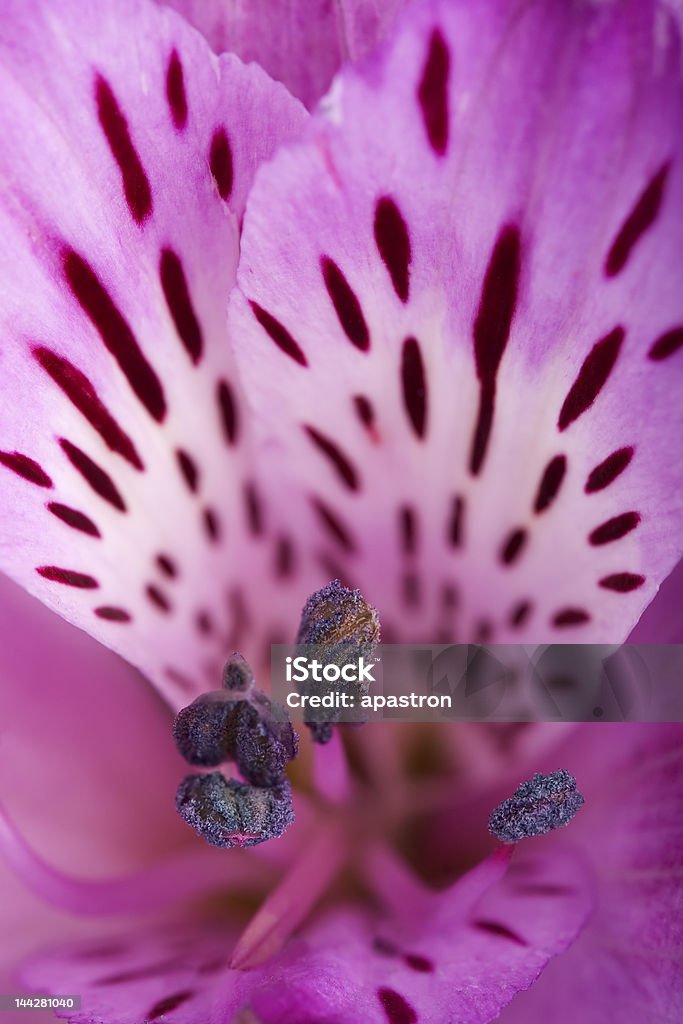 Lily Hybrid Macro photo of a purple hybrid lily stamen  Macrophotography Stock Photo
