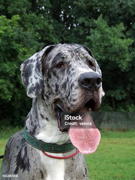 Cão De Grande Porte - Fotografias de stock e mais imagens de Cão de grande porte - Cão de grande porte, Agente de segurança, Amizade