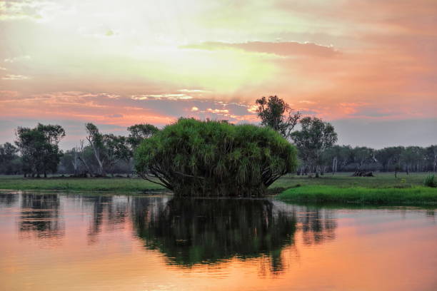 sol rojo sobre yellow water-ngurrungurrudjba billabong con árbol pandanus. cooinda-australia-170 - kakadu fotografías e imágenes de stock