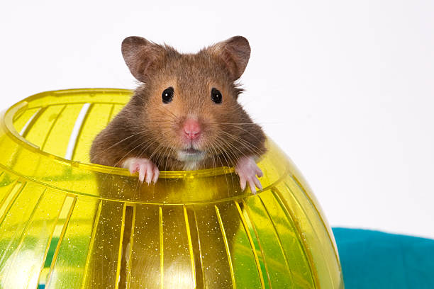This is a Brown Hamster pooping his head and shoulders out of a Yellow Ball. The Blue bottom adds depth and a touch of Spring.