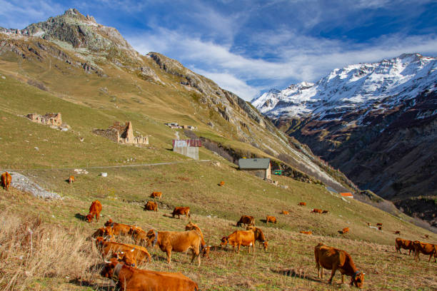 istock Tarine cows at the Cormet de Roselend. 1442811668