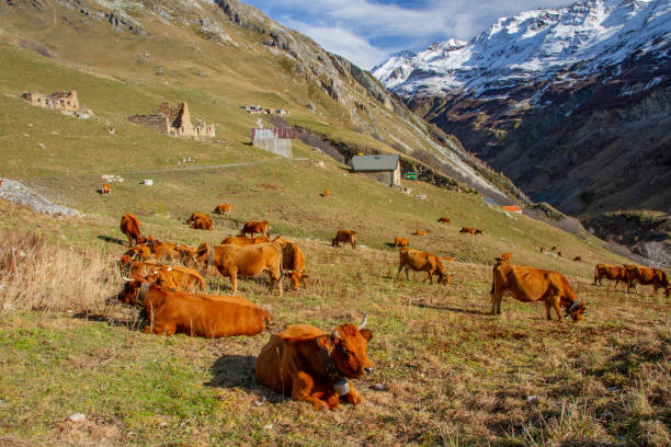 istock Tarine cows at the Cormet de Roselend. 1442811669