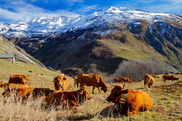 istock Tarine cows at the Cormet de Roselend. 1442811670
