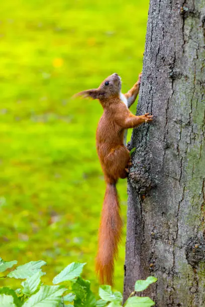 Photo of Single Red Squirrel climbing tree trunk in Royal Baths Lazienki Krolewskie forest park in Ujazdow district of Warsaw in Poland