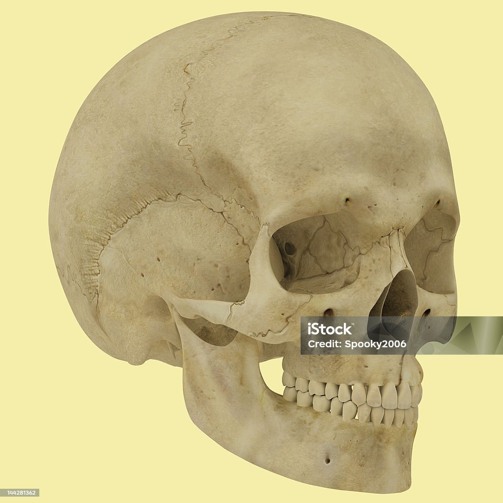 Ilustracja czaszki. - Zbiór zdjęć royalty-free (Anatomia człowieka)